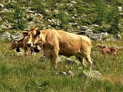 69 Piccolo vitello protetto a vista dalle mucche